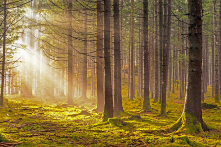 Bild-Nr: 12685881 Wald Sonnenstrahlen Waldboden Erstellt von: wompus