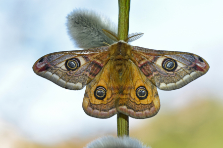 Bild-Nr: 12687432 Saturnia pavonia Erstellt von: GUGIGEI