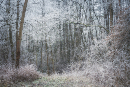 Bild-Nr: 12687616 Frost in der Natur Erstellt von: luxpediation