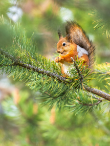 Bild-Nr: 12687768 Das glückliche Eichhörnchen Erstellt von: Daniela Beyer