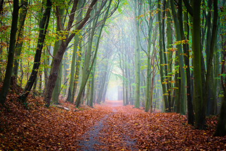 Bild-Nr: 12689332 Spaziergang im Wald Erstellt von: Martin Martin Wasilewski