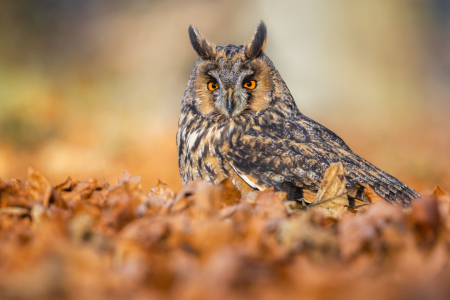 Bild-Nr: 12689754 Waldohreule im Herbstlaub Erstellt von: Daniela Beyer