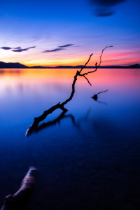 Bild-Nr: 12690455 Sonnenuntergang am Bodensee mit Ast im Wasser  Erstellt von: Kunze Kunze