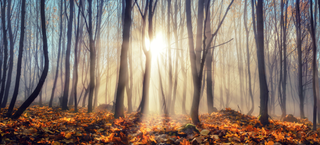 Bild-Nr: 12690927 Sonne duchflutet Silhouetten von Bäume im Herbst Erstellt von: Smileus