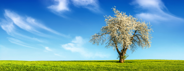 Bild-Nr: 12691559 Einsamer Baum mit Frühlingsblüten Erstellt von: Smileus