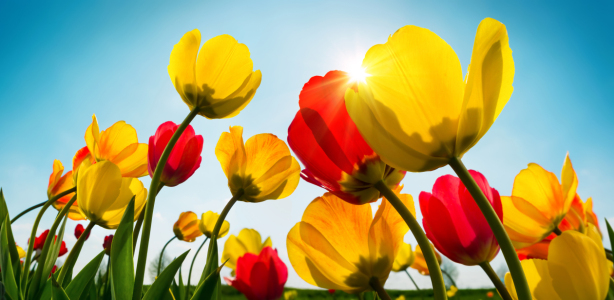 Bild-Nr: 12691812 Rote und gelbe Tulpen auf blauer Himmel Erstellt von: Smileus