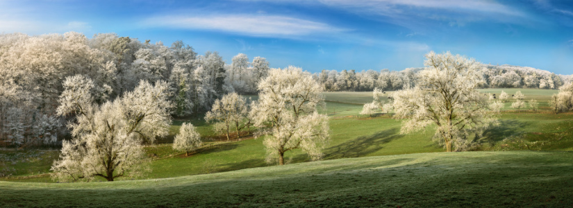 Bild-Nr: 12691817 Alte Bäume im Winter auf grünen gefrorenen Hügeln Erstellt von: Smileus