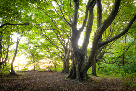 Bild-Nr: 12693372 Baum im Märchenwald Erstellt von: Martin Martin Wasilewski
