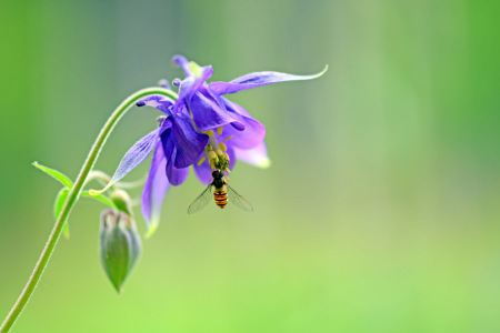 Bild-Nr: 12693766 Schwebfliege Erstellt von: GUGIGEI