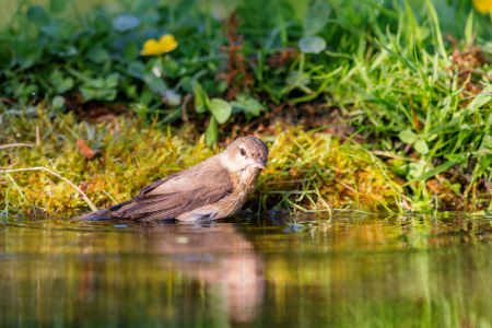 Bild-Nr: 12694067 Gartengrasmücke Erstellt von: DirkR