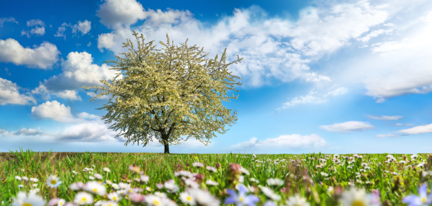 Bild-Nr: 12697719 Wiese mit blühendem Baum und Blumen im Frühjahr Erstellt von: Smileus