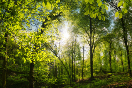 Bild-Nr: 12698657 Grüner Wald mit schönem Sonnenlicht Erstellt von: Smileus