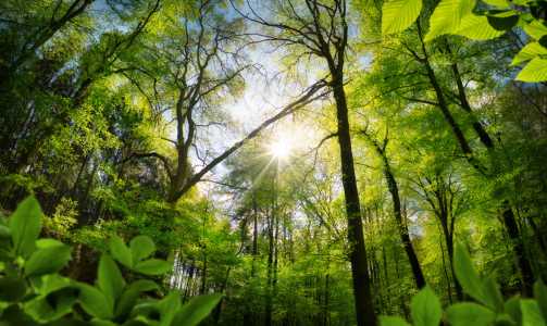 Bild-Nr: 12698660 Grüner Wald Im Licht Erstellt von: Smileus