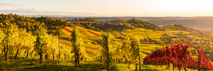 Bild-Nr: 12699674 Weinberge in Stuttgart - Panorama Erstellt von: dieterich