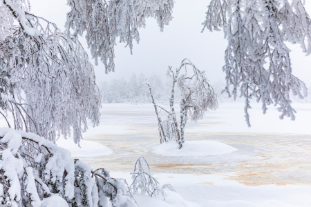 Bild-Nr: 12701035 Wildsee im Wildseemoor - Schwarzwald  Erstellt von: dieterich