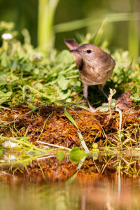 Bild-Nr: 12702681 Gartengrasmücke Erstellt von: DirkR