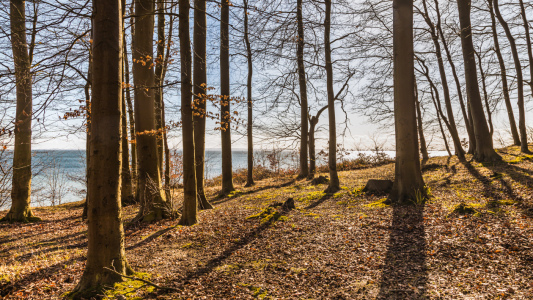 Bild-Nr: 12703592 Küstenwald im Sonnenschein Erstellt von: Ursula Reins