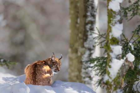 Bild-Nr: 12703894 Luchs im Schnee Erstellt von: DirkR