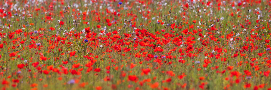 Bild-Nr: 12704360 Sommerblumenpanorama Erstellt von: Daniela Beyer