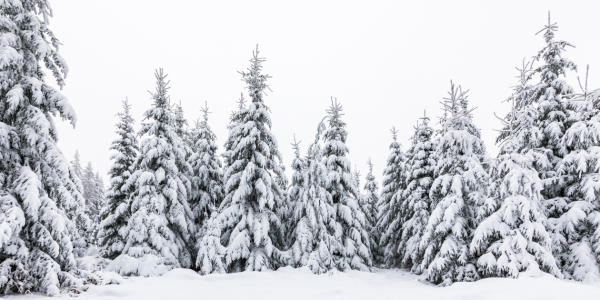 Bild-Nr: 12705549 Winter im Schwarzwald Erstellt von: dieterich