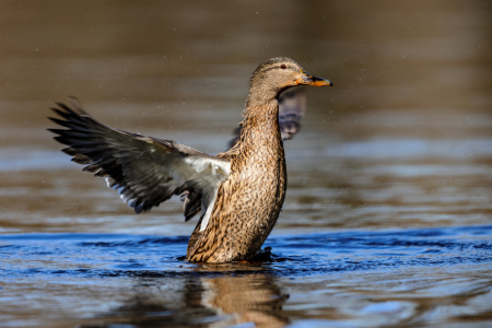 Bild-Nr: 12705901 Ente Erstellt von: DirkR