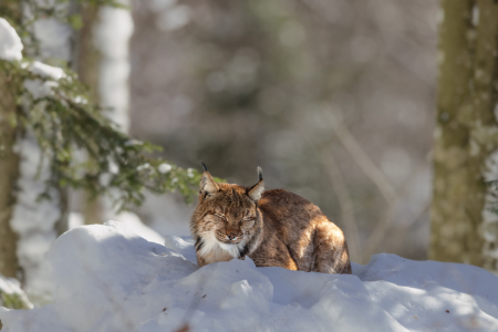 Bild-Nr: 12708438 Luchs im Winter Erstellt von: DirkR