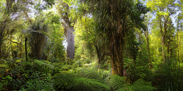 Bild-Nr: 12710520 Tane Mahuta Neuseeland Erstellt von: Michael  Rucker