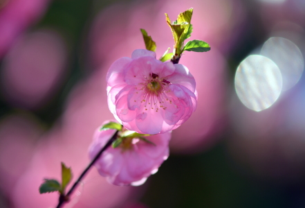 Bild-Nr: 12711668 Mandelblüte Erstellt von: GUGIGEI