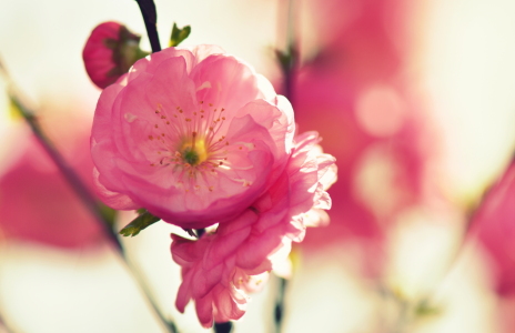 Bild-Nr: 12711669 Mandelblüte Erstellt von: GUGIGEI