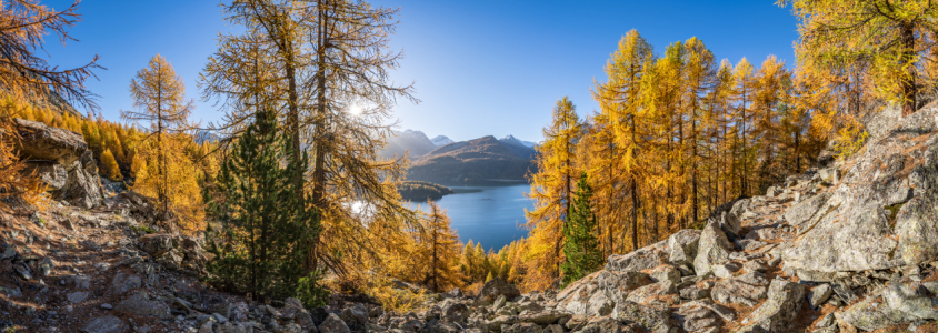 Bild-Nr: 12711753 Goldene Lärchen im Herbst am Silsersee Erstellt von: eyetronic