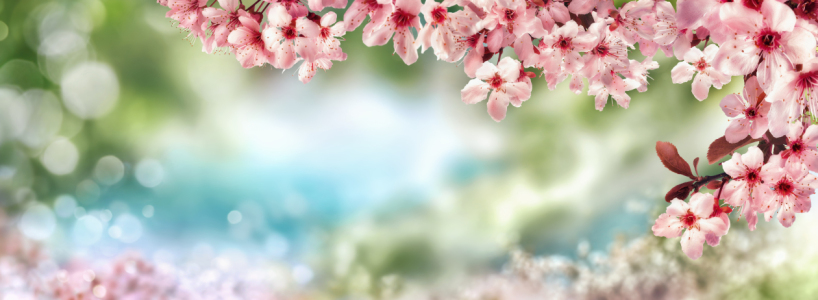 Bild-Nr: 12711835 Frühlingshintergrund mit Kirschblüten Erstellt von: Smileus
