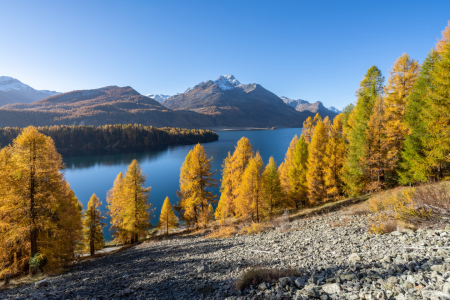 Bild-Nr: 12712173 Silsersee im Herbst Erstellt von: eyetronic