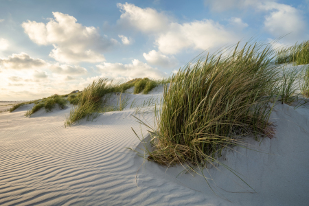 Bild-Nr: 12712797 Strandhafer am Dünenstrand Erstellt von: eyetronic