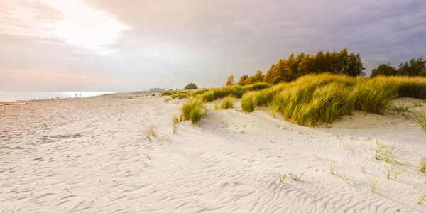 Bild-Nr: 12713340 Stranddünen im Licht    Erstellt von: Ursula Reins