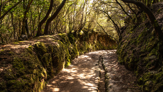 Bild-Nr: 12713836 Waldweg nahe Mirador Cruz del Carmen Erstellt von: alexwolff68