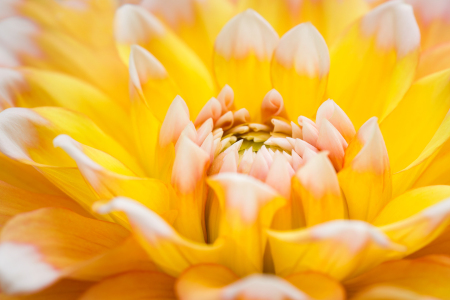 Bild-Nr: 12714084 Gelbe Dahlie Erstellt von: Daniela Beyer