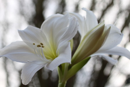 Bild-Nr: 12716298 Lilie in weiß Erstellt von: Wunderblume1