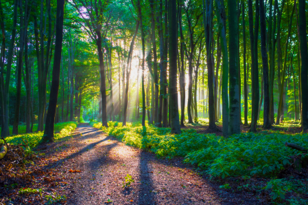 Bild-Nr: 12717411 Sommer im Laubwald Erstellt von: Tanja Riedel