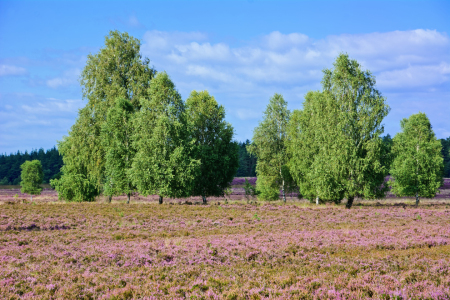 Bild-Nr: 12717537 Heideblüte in der Weseler Heide - Lüneburger Heide Erstellt von: Gisela Scheffbuch