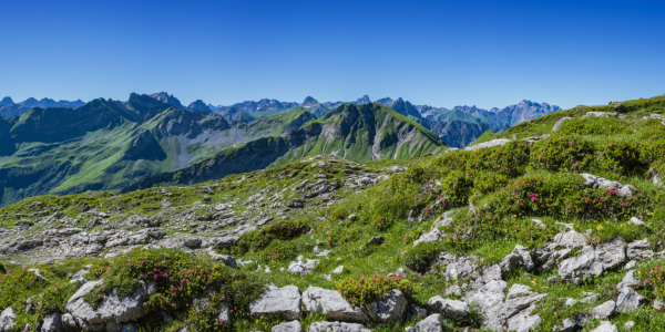 Bild-Nr: 12718050 Alpenrosen Erstellt von: Walter G. Allgöwer