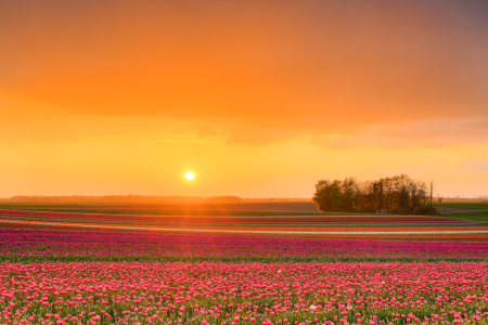 Bild-Nr: 12719796 Sonnenuntergang in einem Tulpenfeld Erstellt von: Michael Valjak