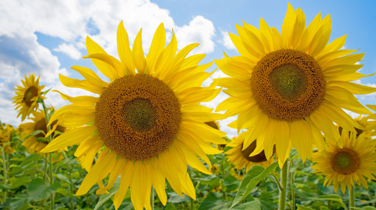 Bild-Nr: 12720141 Zwei Sonnenblumen Erstellt von: SusaZoom
