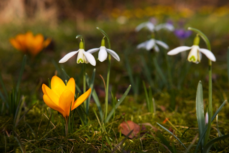 Bild-Nr: 12720239 Frühlingserwachen Erstellt von: Ostfriese