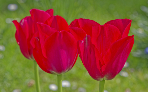 Bild-Nr: 12721717 Tulip red Erstellt von: XYRIUS