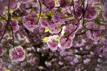 Bild-Nr: 12722065 japanische Kirschblüte Erstellt von: Bettina Schnittert