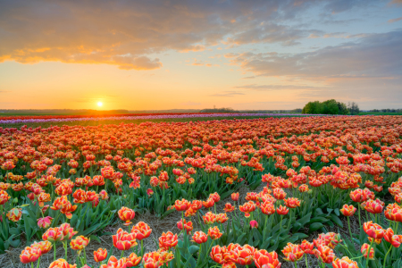 Bild-Nr: 12722101 Sonnenuntergang in einem Tulpenfeld Erstellt von: Michael Valjak