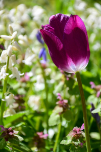 Bild-Nr: 12722363 violette Tulpe Erstellt von: Bettina Schnittert
