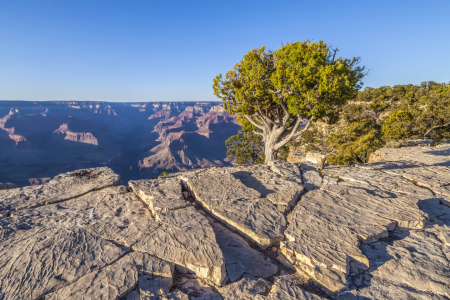 Bild-Nr: 12722465 GRAND CANYON Baum am Hopi Point  Erstellt von: Melanie Viola