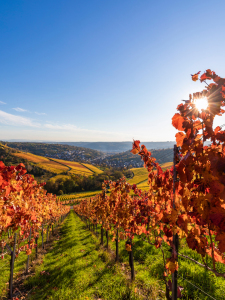 Bild-Nr: 12723013 Weinberge in Stuttgart im Herbst Erstellt von: dieterich