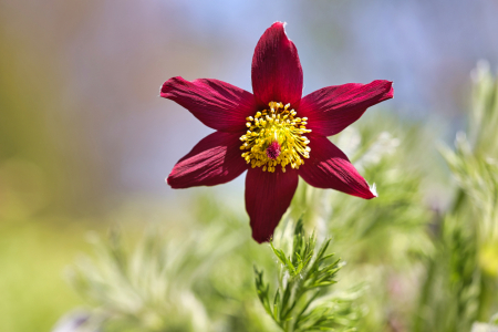 Bild-Nr: 12723062 Pulsatilla 2023 Erstellt von: falconer59